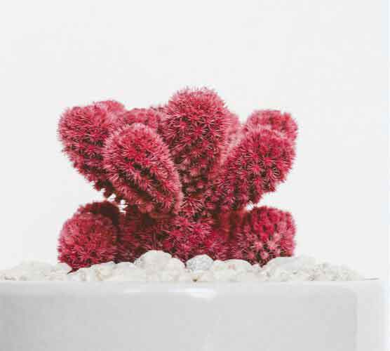 密钥代充平台的短信轰炸网页版