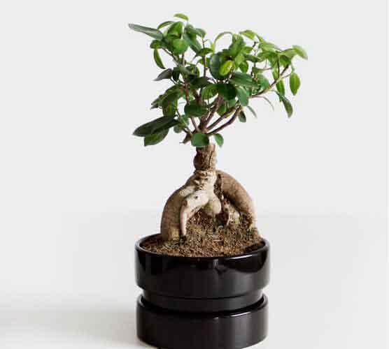 安全发货保障的电话轰炸服务