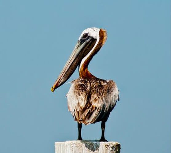 在线打电话免费网页版